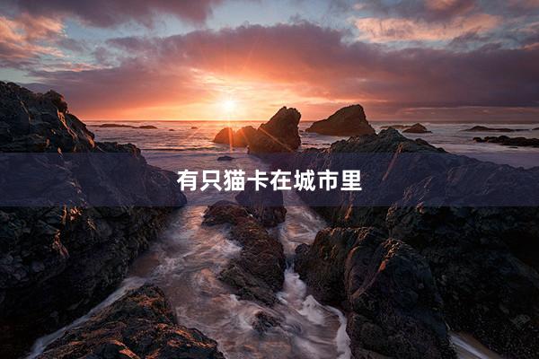 有只猫卡在城市里